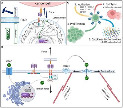 Universal CAR 2.0 to overcome current limitations in CAR therapy